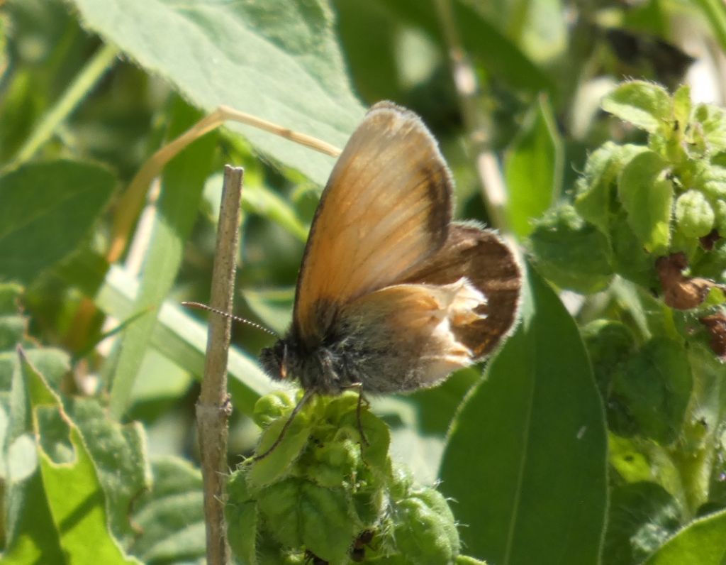 Farfalla da identificare: Coenonympha pamphilus...malridotta